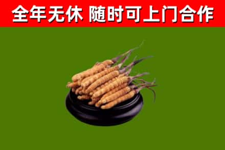 北戴河烟酒回收冬虫夏草.jpg
